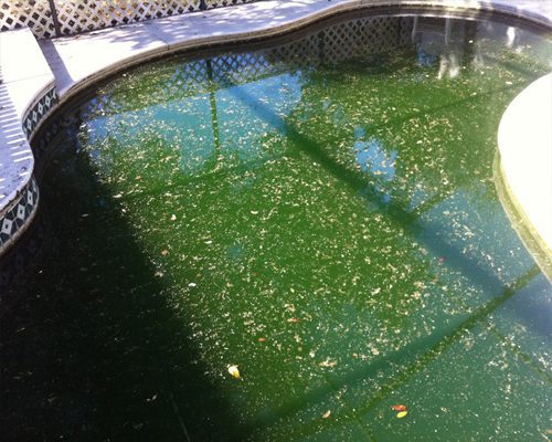 A pool filled with green water and algae.